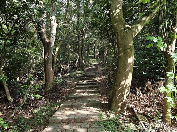 [皮皮獅動物派對-02/10] 2026_0815 仁和步道、金獅古道3112486