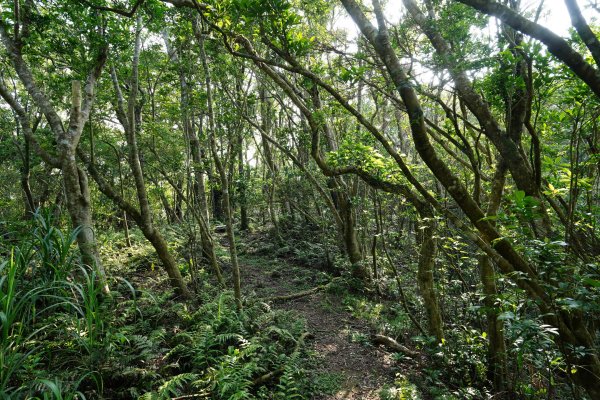 新北 新店 石碇後山、赤腳蘭山、暗寶劍山、鳥嘴尖2793483