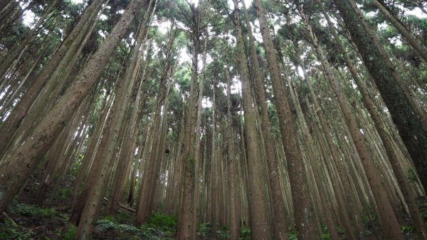 杉林浴~新竹民都有山步道20190706624976