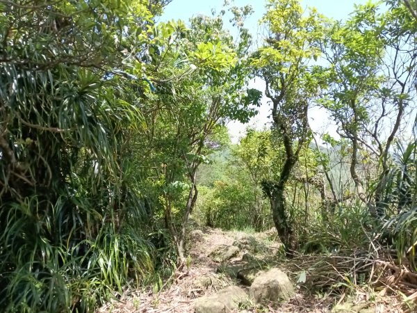 雙溪區不厭亭+牡丹山+樹梅坪+鷹石岩山神廟+不厭亭+奉憲示禁碑+三貂崙+不厭亭8字走2766295