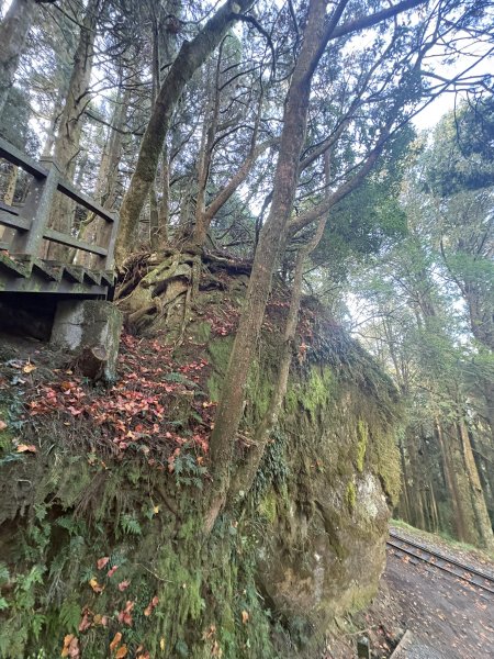 20251225塔山步道(大塔山)2970326