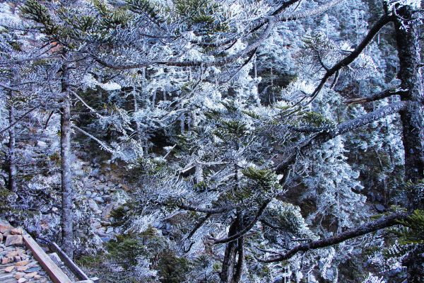 玉山  風雪後 , 另一番美景 !224514