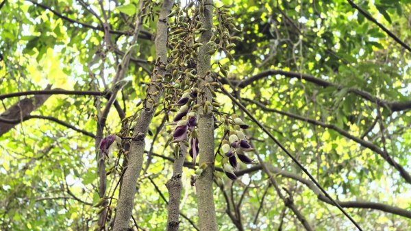 血藤秘境，步行30分鐘即可抵達，鳶山血藤大爆發，最佳賞花期只有7天，要去要快，鳶溪縱走2758584