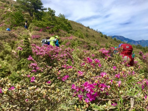 1070526合歡北峰杜鵑花343268