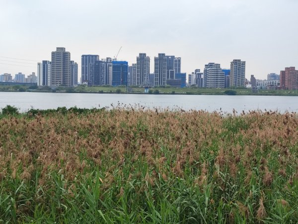 2024年臺北大縱走第八段：捷運動物園站至捷運關渡站2471091