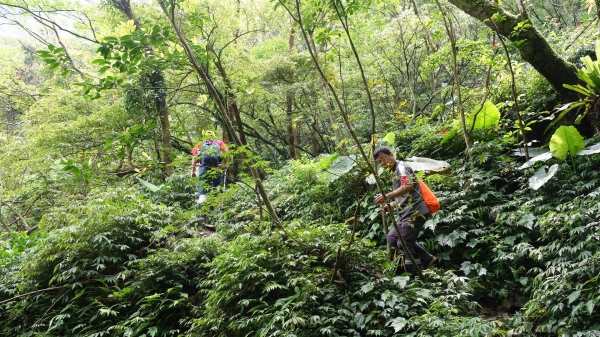 內柑宅古道-紅葉谷瀑布-茄苳坑古道連走38428