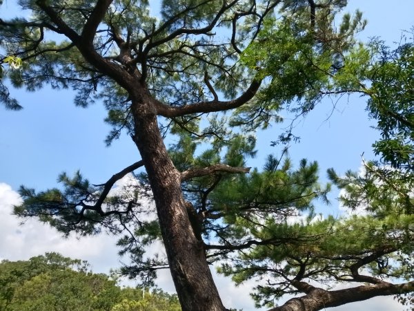 雙溪區豹子廚越嶺保甲路+北豹子廚山+中坑東山稜線O型2880065