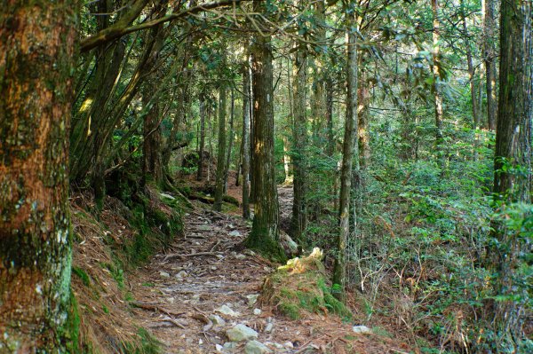苗栗 泰安 榛山3078979