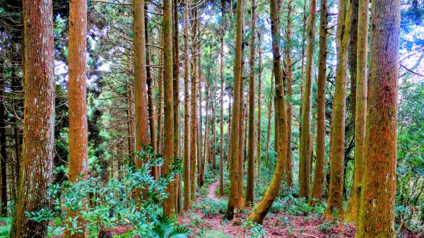 油羅山(一上三下)2959180