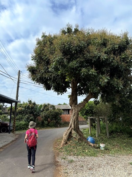 挑水古道附近古道串聯+藤山步道202505032784335