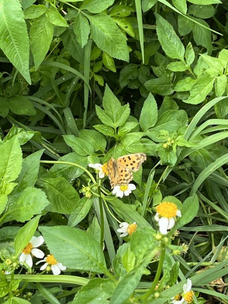 2025/7/26鐵砧山2845969