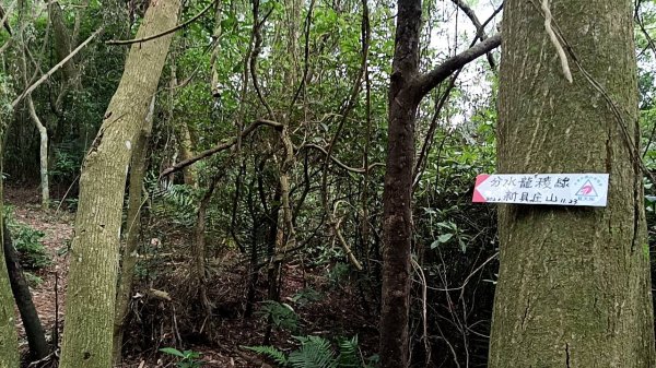 20250607 新竹竹東三山(樹杞林山 - 新具庄山 - 員崠子山)  O型2809003