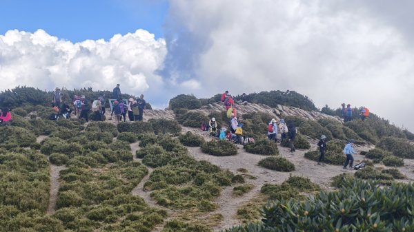 合歡山北峰 小溪營地 鷹角石 合歡北峰名樹2915354