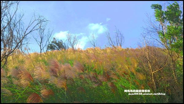 賞芒秘境秀才登山步道封面