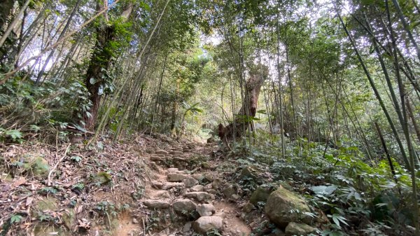 馬那邦山賞楓歡樂野餐/採草莓苗栗一日遊1217022