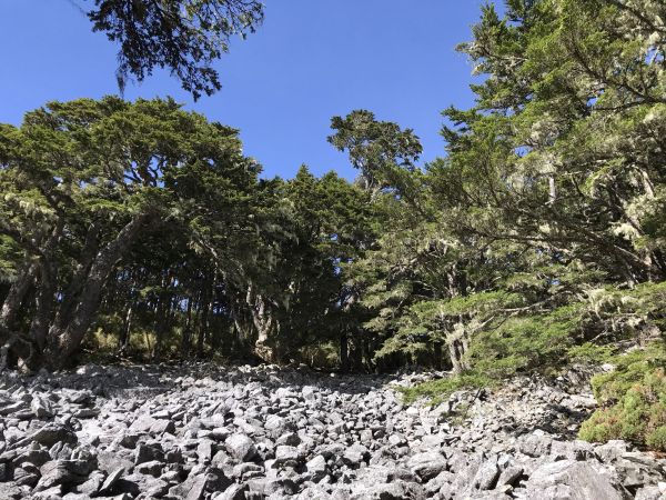 訪一株傲視風霜、獨立卓然的樹—池有品田207781