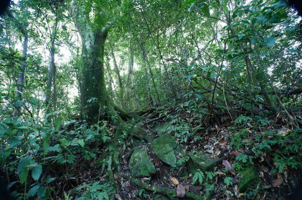 桃園-三峽 志繼山、東眼山、拉卡山、卡外山3005177