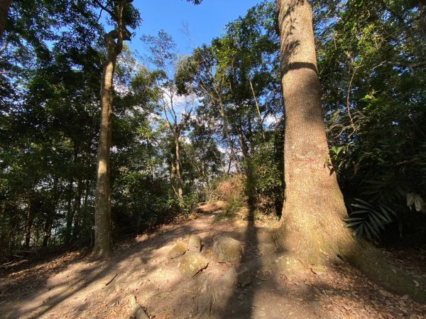 唐麻丹山-松鶴上三角點O型回松鶴2378394