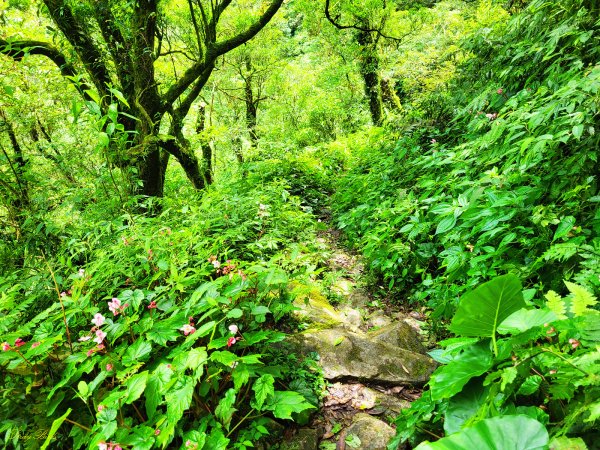 【盛夏消暑步道】桶後越嶺古道1739513