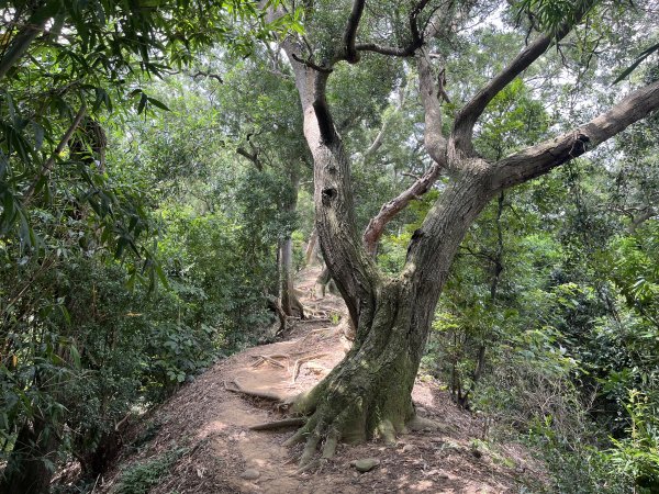 [皮皮獅探險隊-03/10] 2025_0706 犁頭山、文山步道2831473