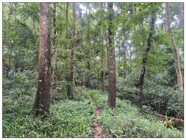 大克山 南稜線A上B下 (卓蘭最高峰)2825463