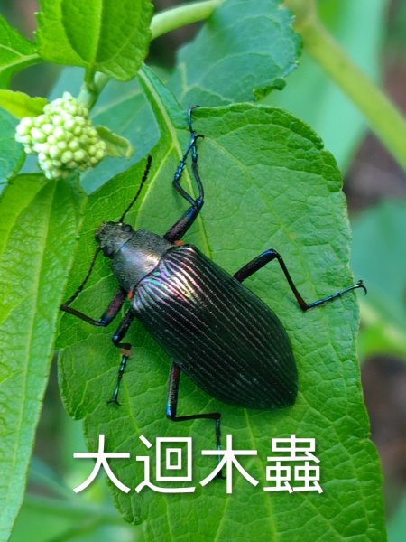 關頭山 舊武界越山 巴蘭山2892120