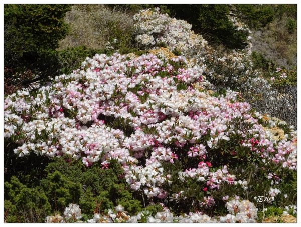 石門山/杜鵑花開1367780