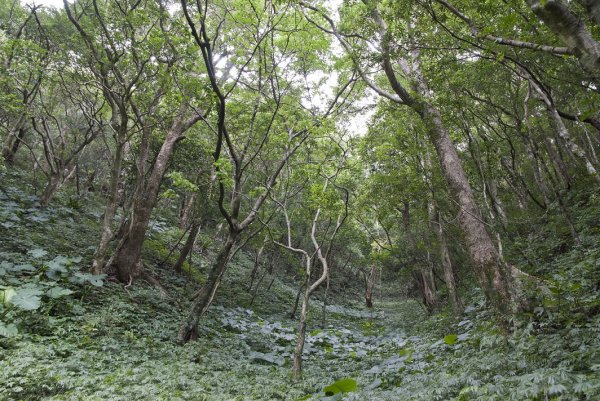 【新聞】插天山自然保留區自111年5月1日起調整承載量及路線，請民眾配合