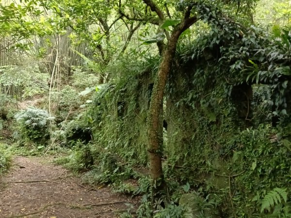 瑞芳區後凹古道+金字碑古道+三貂嶺山+三貂大崙O型2761684