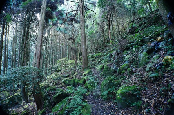 苗栗 南庄 加里山2963397