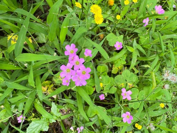 無耳茶壺山 看風景3026444