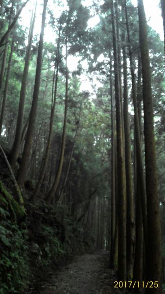 觀霧森林巨木群+大鹿林道+榛山214566