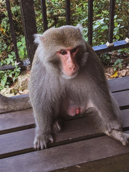 【麒麟山】臺灣獼猴、天然石灰岩裂谷「泰國谷」1493678