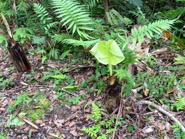 鯉魚山步道群2728390