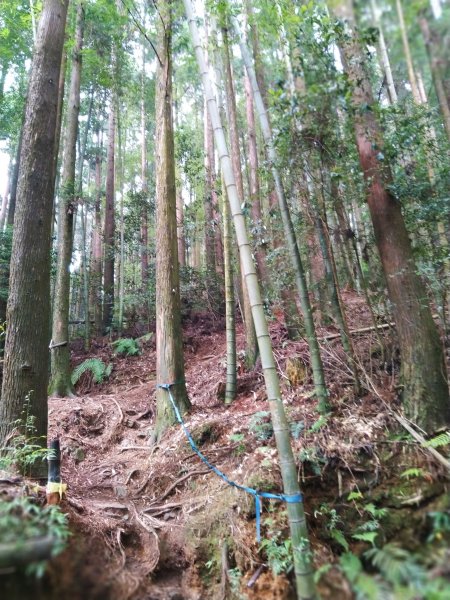 【台中。和平】綠蔭山林滿滿芬多精。大雪山林道 ~1860峰(長壽山)1425615