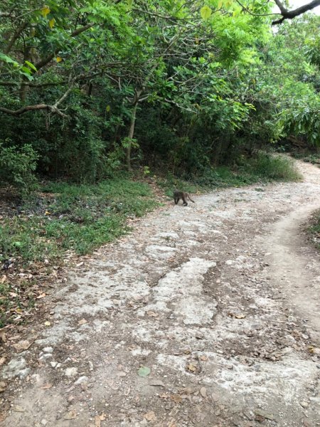 2020.04.02北柴山900687