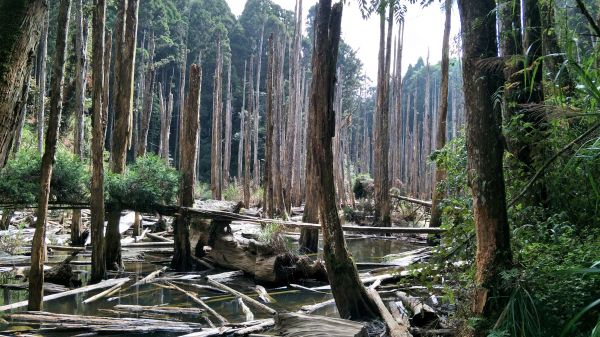 金柑樹山&忘憂森林步道20171023193199