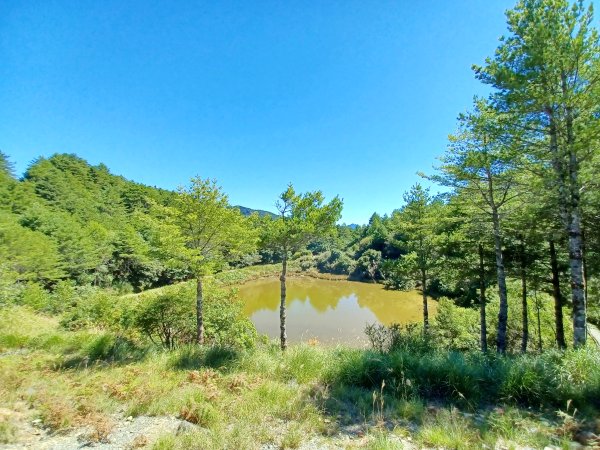 【台中和平】雪山神木步道x小雪山天池步道2933112
