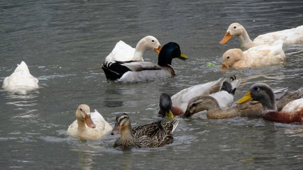 新北投、龍鳳谷、湖山、天母古道2042497