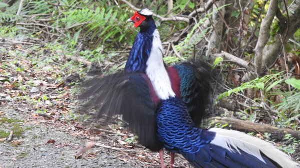 雲山水花鳥蝶-天龍國阿伯的日常6/22801947