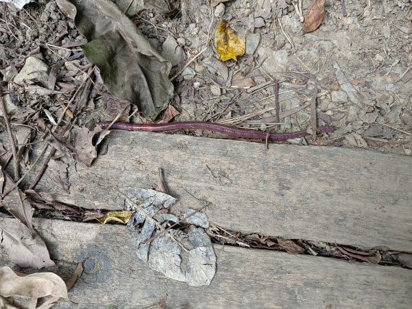 2022.9.21南勢角山健行2746045