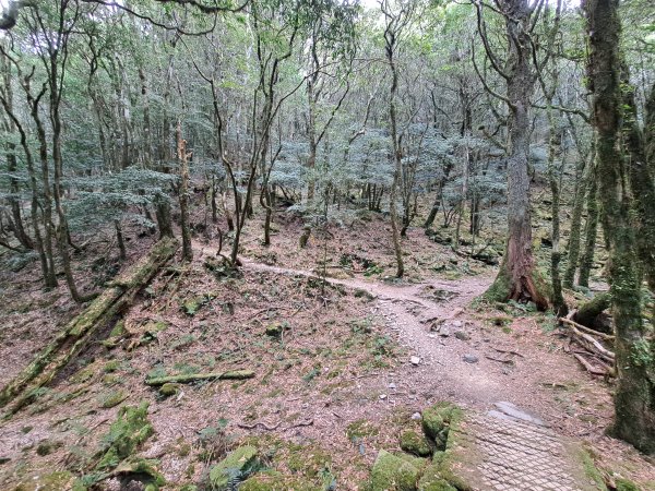 八仙山松鶴線(2022.06.28)