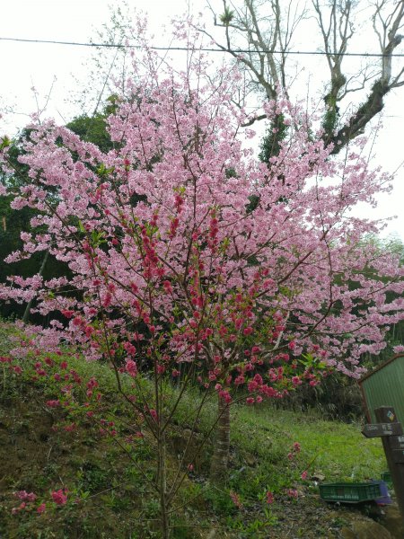 2023-02-26 登嘉南雲峰巧遇草嶺櫻花季2043939