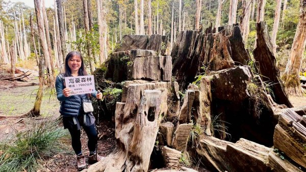 🌈1/18（日）忘憂森林×金柑樹山×溪頭天文台✨FB：熊熊趴爬走🌈2983999