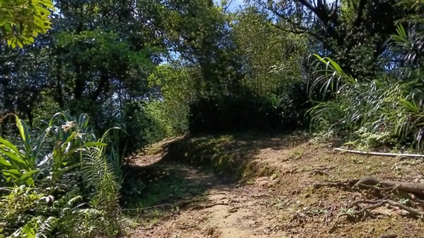 瑞芳區瑞竹步道-大坑埔山-月眉砲台-月眉山-長命山-大水堀山3081556