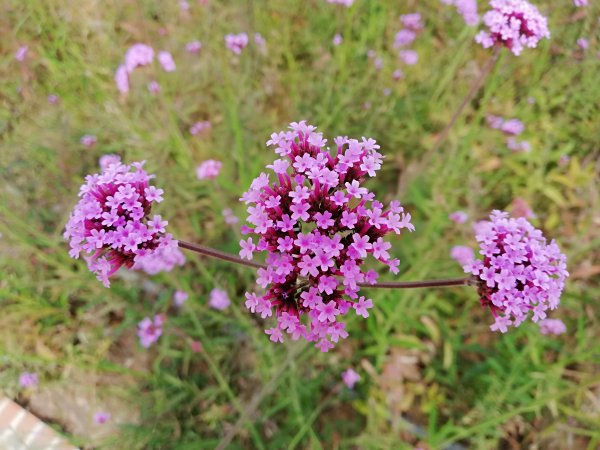 台中花博~豐原葫蘆墩園區550821