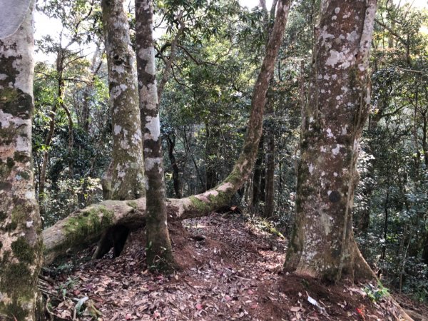 迷糊步道停車場上芙蓉山885750