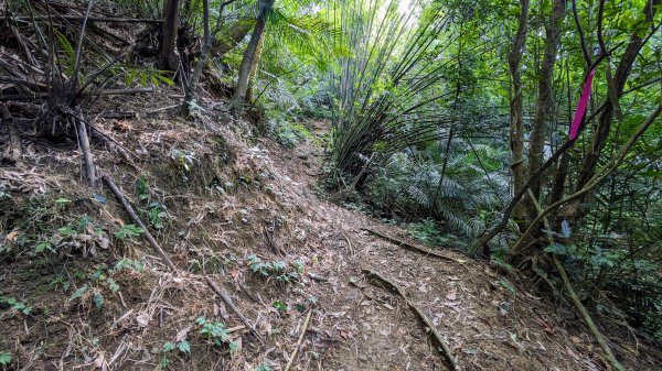 石笋古道,遇見雞母嶺2340719