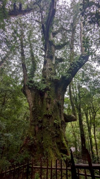 司馬庫斯巨木步道2861086