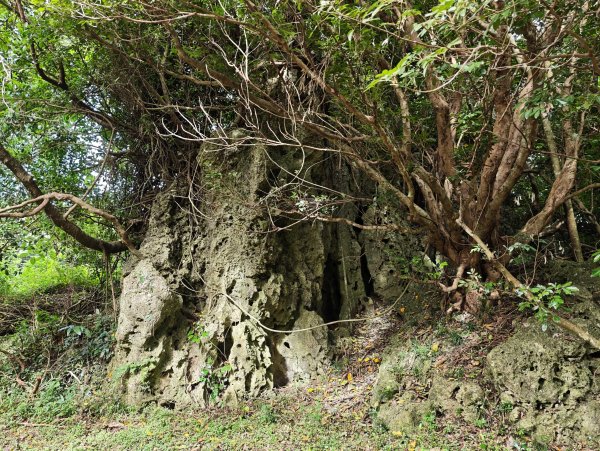 [百山百鳥尋旅-02/15] 2025_0809 社頂自然公園步道2856895